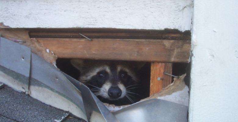 Raccoon biology and information