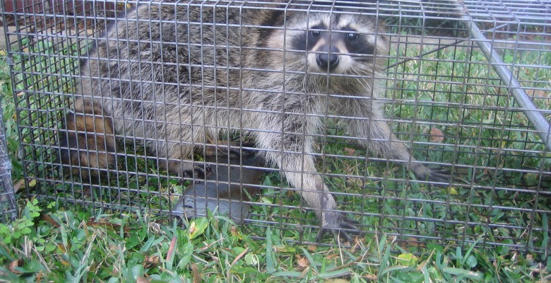 How to trap raccoons