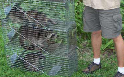 How to keep raccoons away