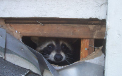 Raccoon biology and information