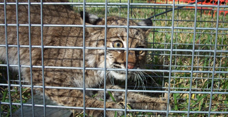 How to get rid of nuisance wild animals