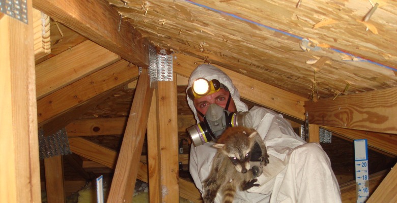 How to remove raccoon in the attic
